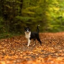 Amor nairobi Des Bebouw D'Urka