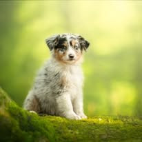 Amor tokyo Des Bebouw D'Urka