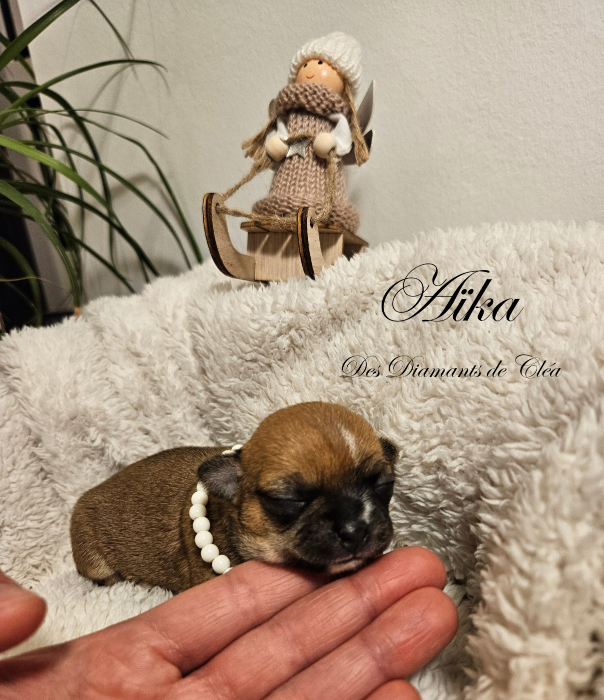 Aïka Des Diamants de Cléa