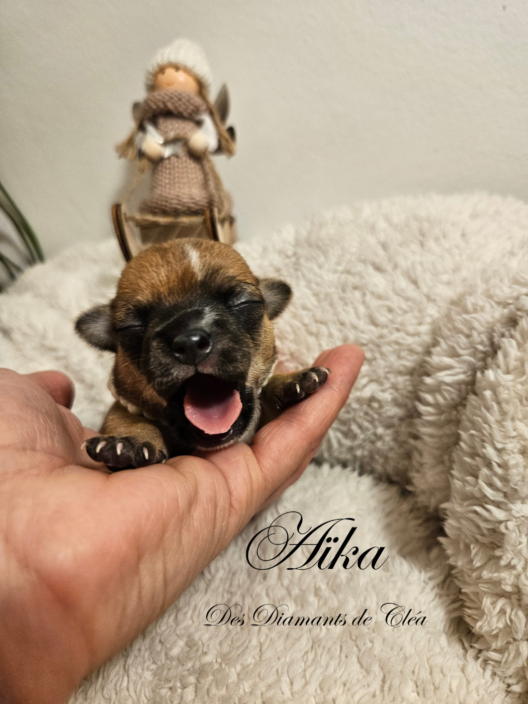 Aïka Des Diamants de Cléa