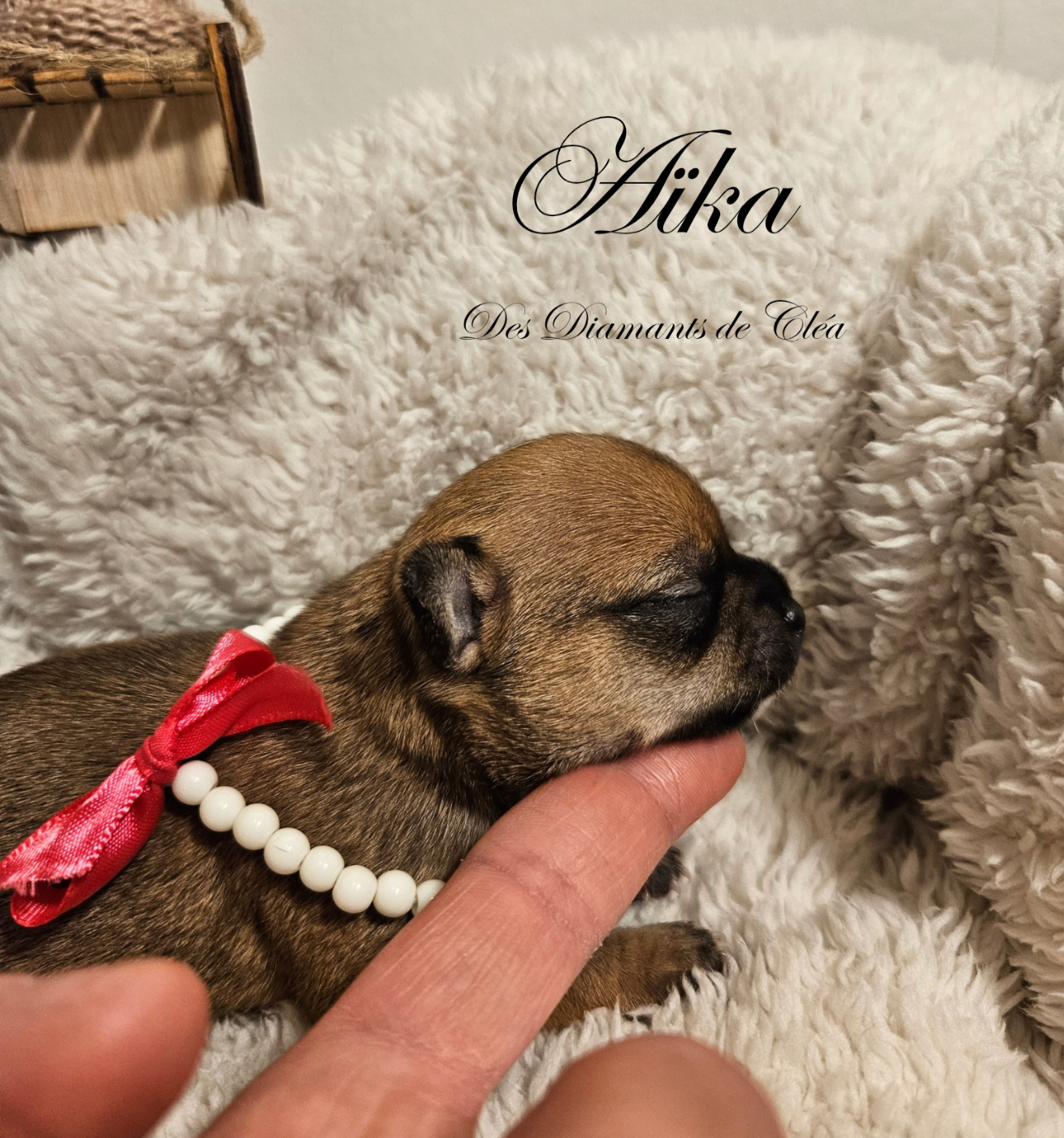 Aïka Des Diamants de Cléa