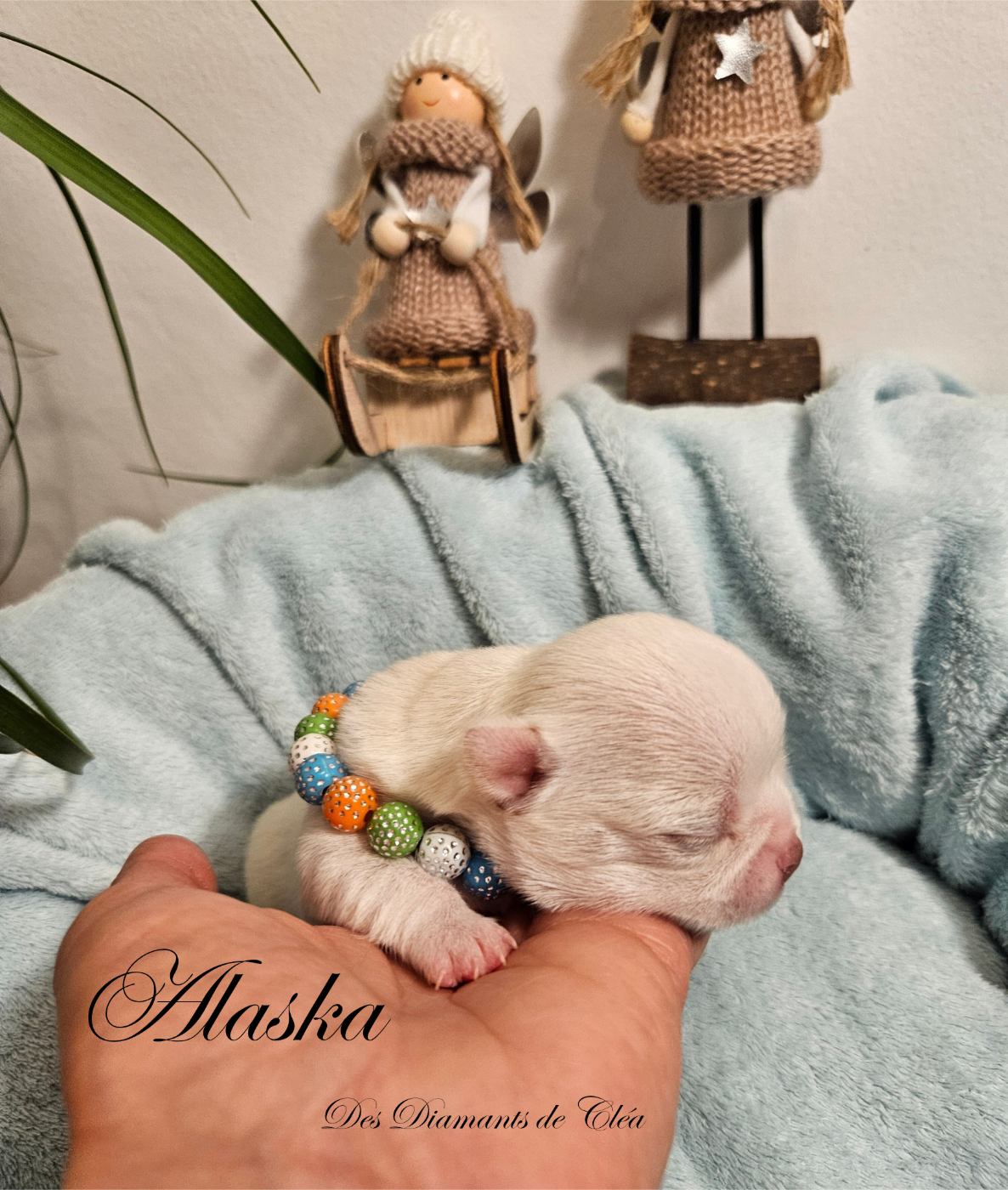 Alaska Des Diamants de Cléa