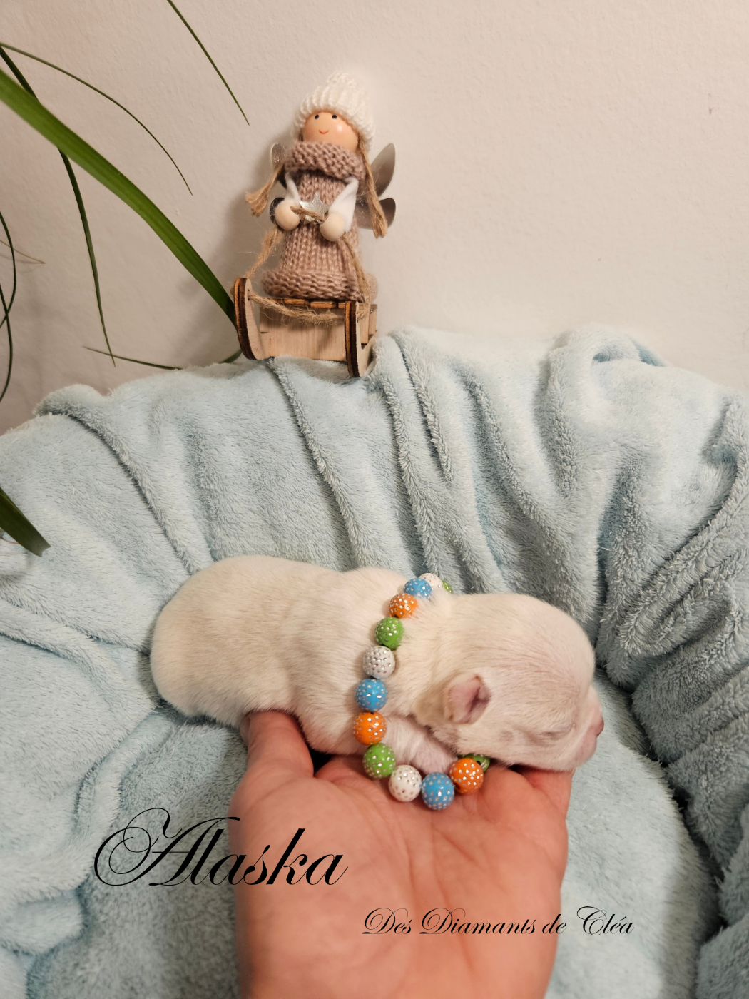 Alaska Des Diamants de Cléa