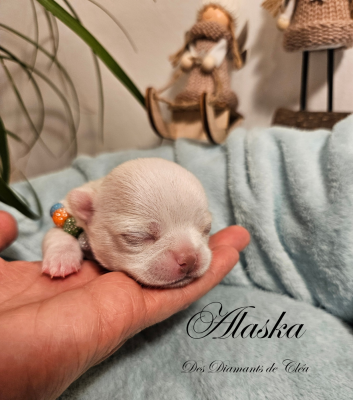 Les chiots de Chihuahua