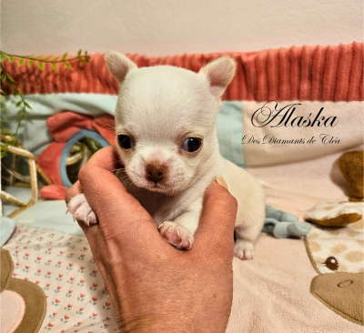 Les chiots de Chihuahua