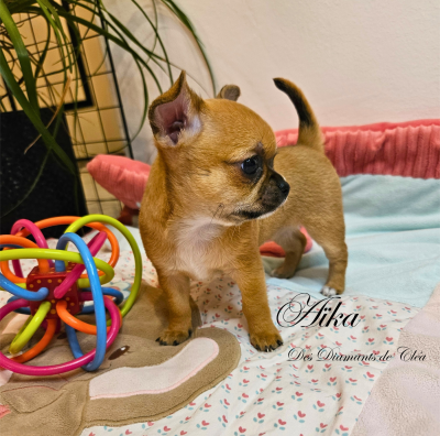 Les chiots de Chihuahua