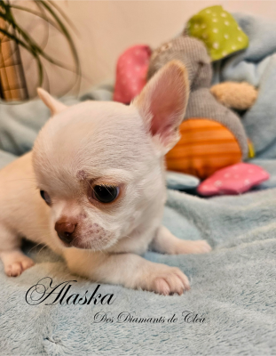 Les chiots de Chihuahua