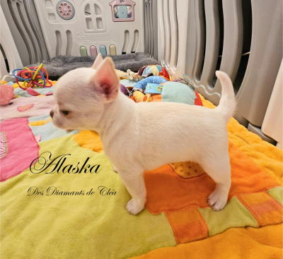 Les chiots de Chihuahua