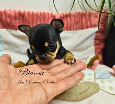 Les chiots de Chihuahua