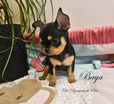 Les chiots de Chihuahua