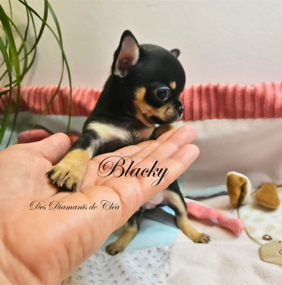 Les chiots de Chihuahua