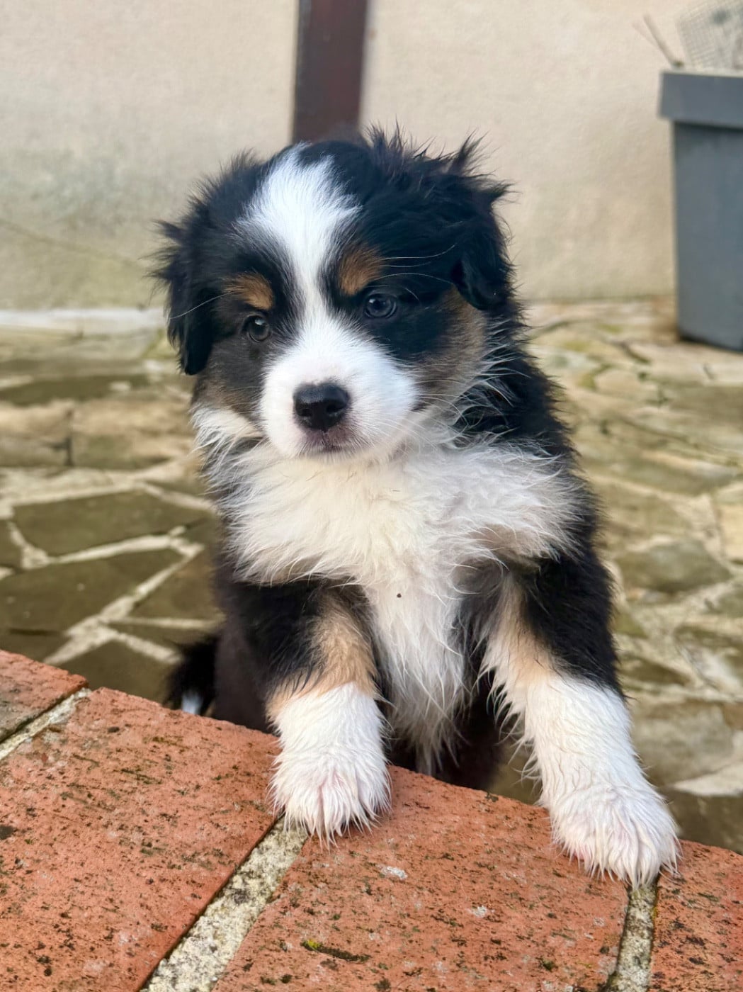 Berger Américain Miniature  - De Mercelo