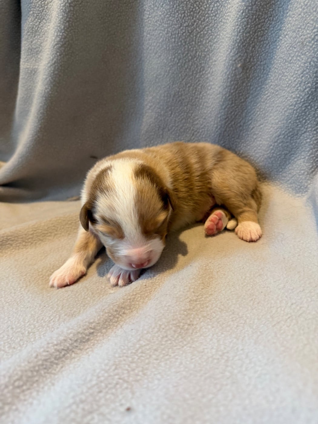 CHIOT 2