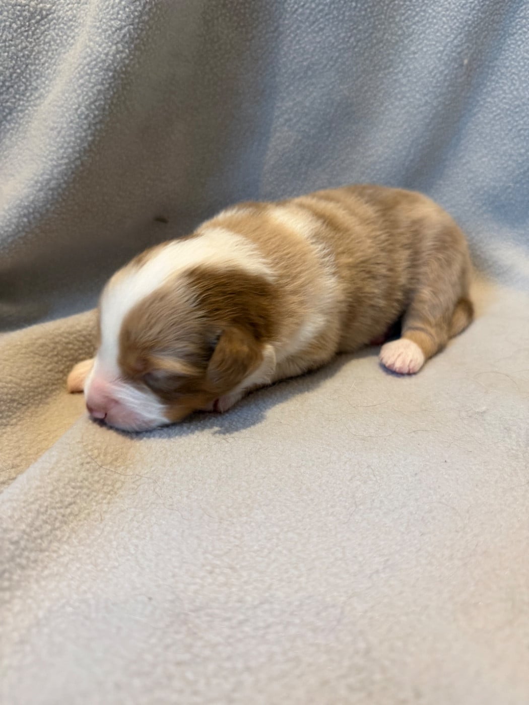 CHIOT 2