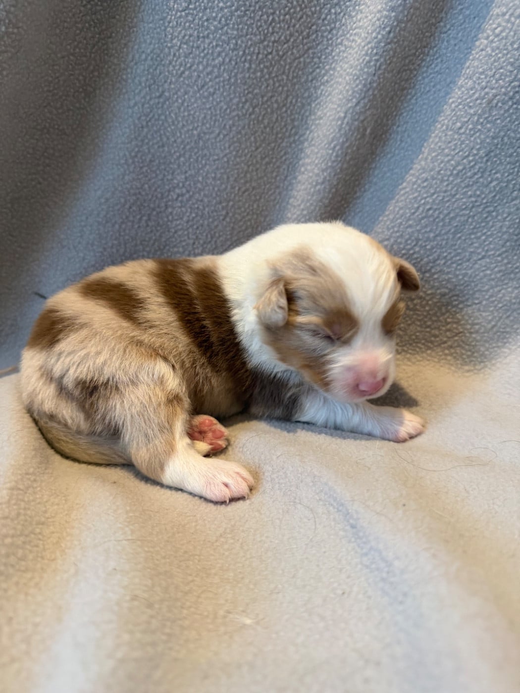 CHIOT 3