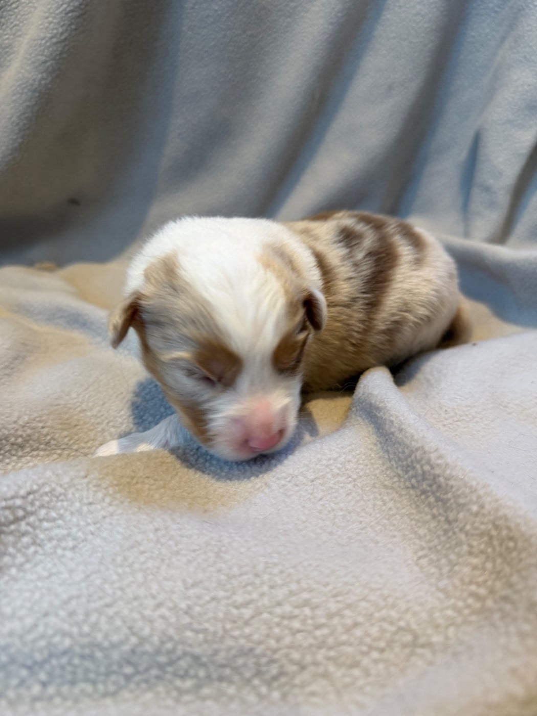 CHIOT 3