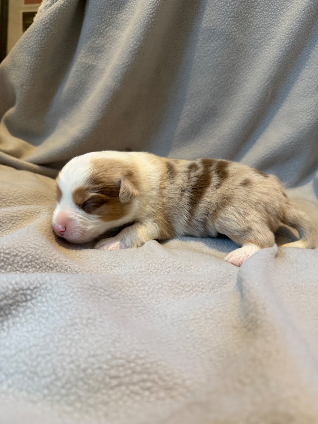 CHIOT 3