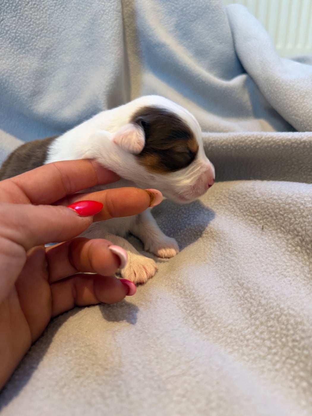 CHIOT 4