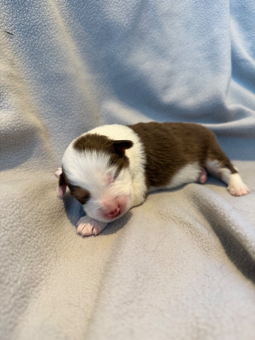 CHIOT 4