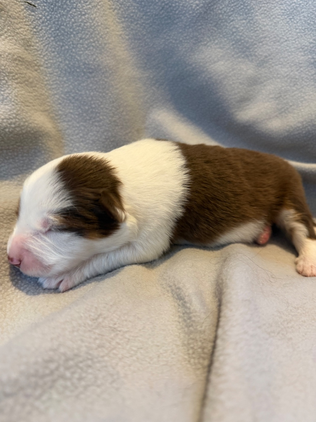 CHIOT 4