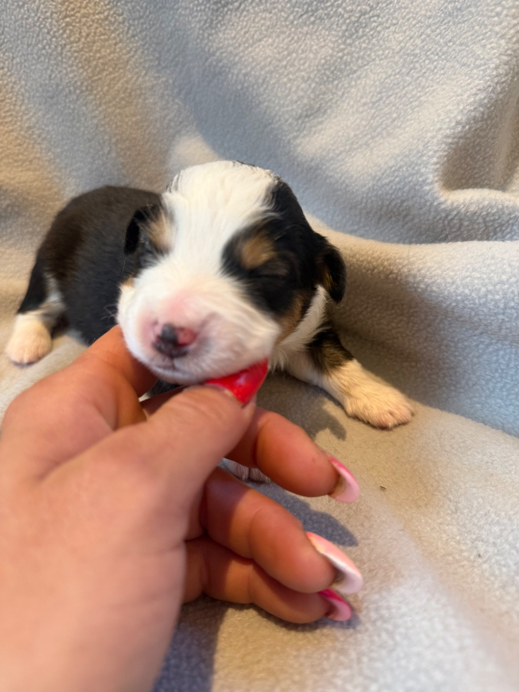 CHIOT 5