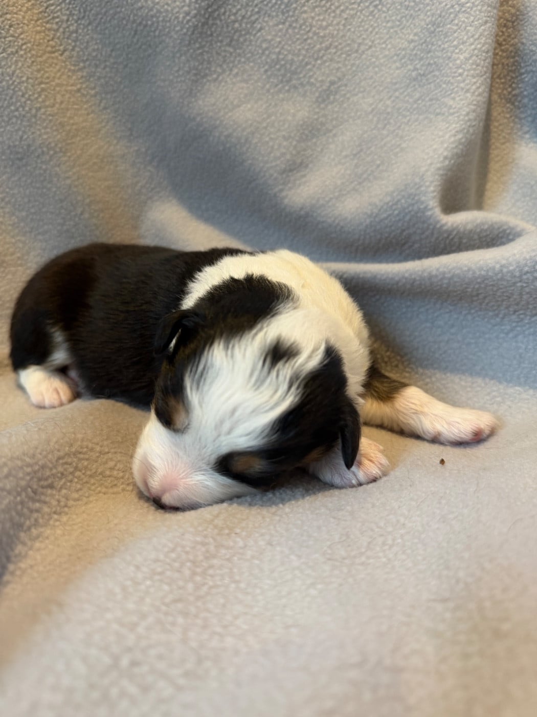 CHIOT 5
