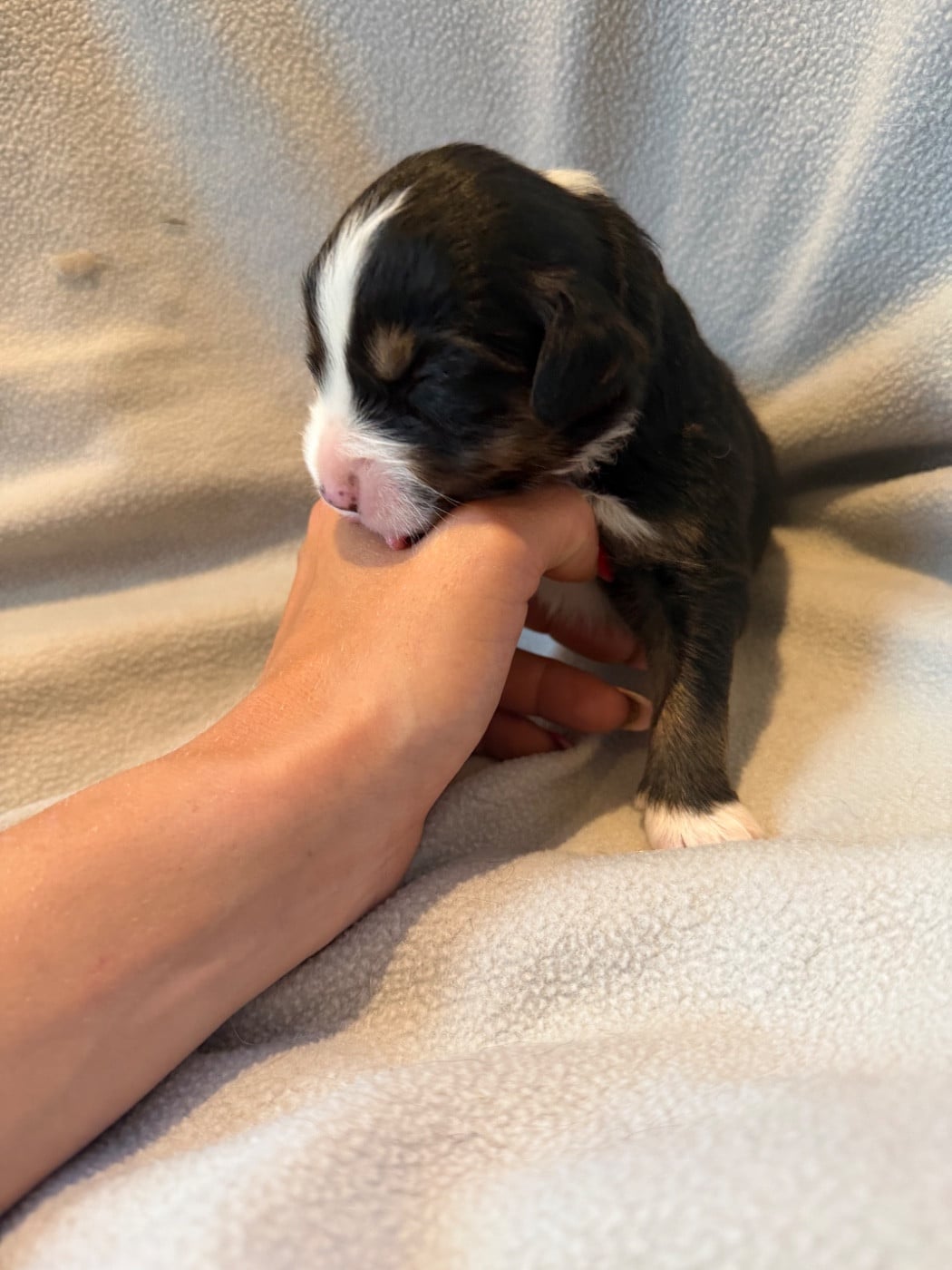 CHIOT 6