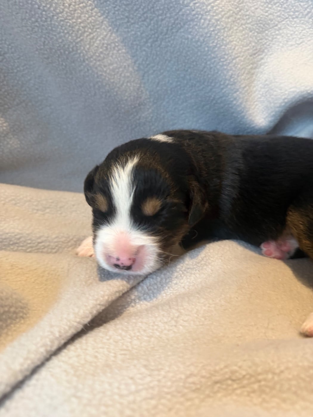 CHIOT 6