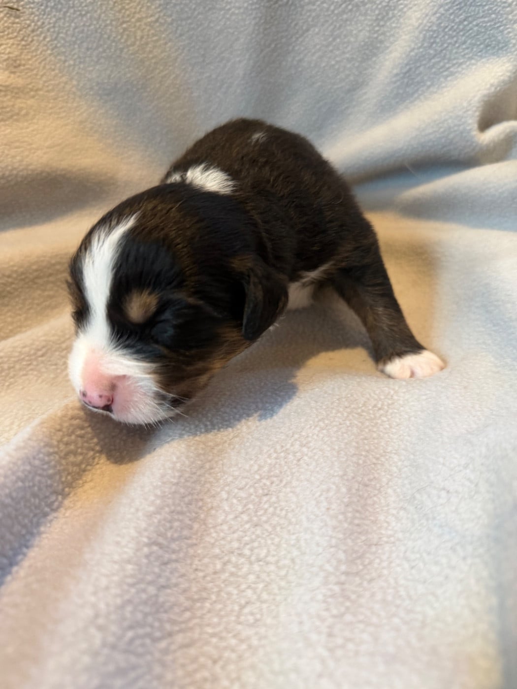 CHIOT 6