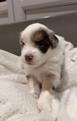 CHIOT 2 - Berger Américain Miniature