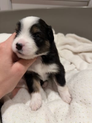 CHIOT 3 - Berger Américain Miniature