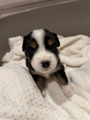 CHIOT 4 - Berger Américain Miniature