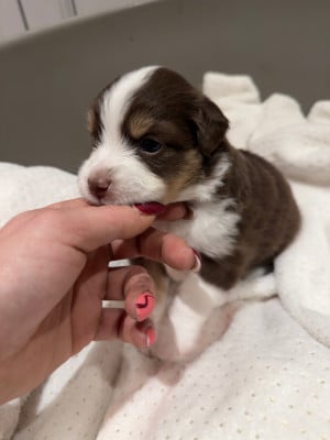 CHIOT 5 - Berger Américain Miniature