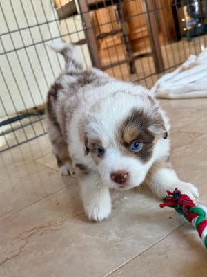 Les chiots de Berger Américain Miniature 