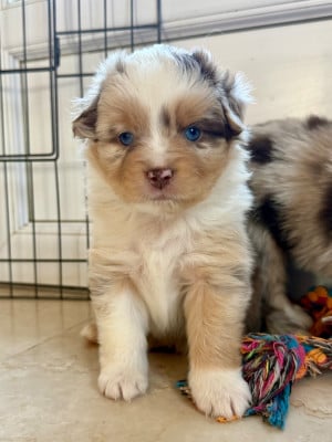 Les chiots de Berger Américain Miniature 