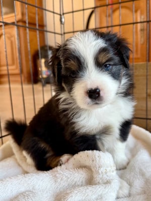 Les chiots de Berger Américain Miniature 
