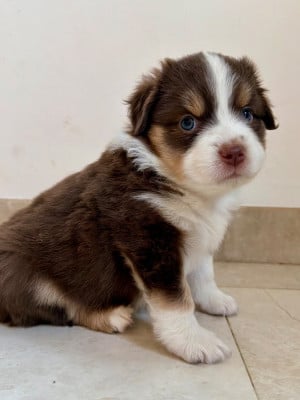 Les chiots de Berger Américain Miniature 