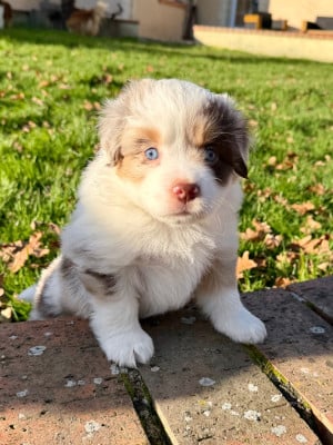 Les chiots de Berger Américain Miniature 