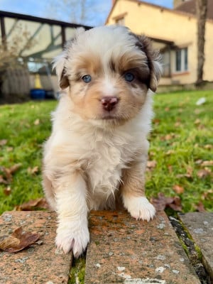 Les chiots de Berger Américain Miniature 