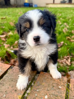 Les chiots de Berger Américain Miniature 