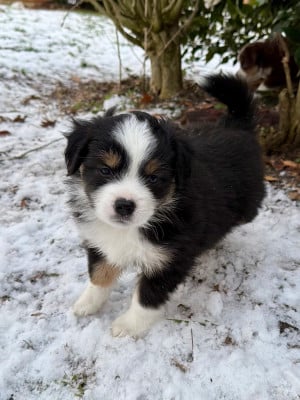 Les chiots de Berger Américain Miniature 