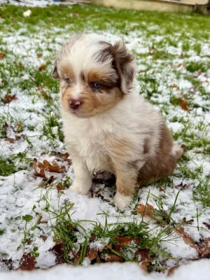 Les chiots de Berger Américain Miniature 