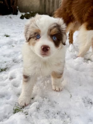 Les chiots de Berger Américain Miniature 