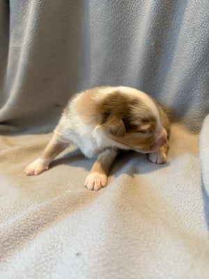 Les chiots de Berger Américain Miniature