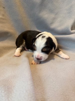 Les chiots de Berger Américain Miniature