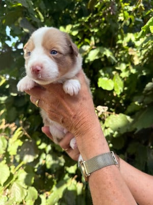 Les chiots de Berger Américain Miniature 