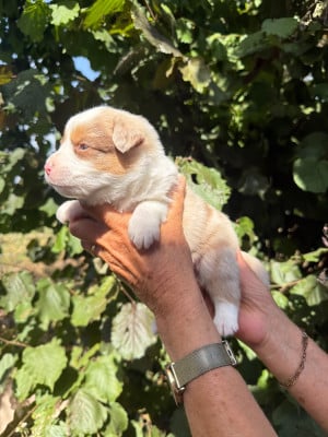Les chiots de Berger Américain Miniature 