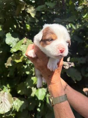 Les chiots de Berger Américain Miniature 