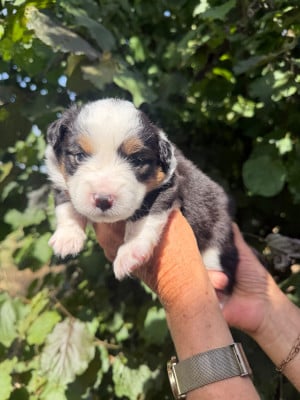 Les chiots de Berger Américain Miniature 