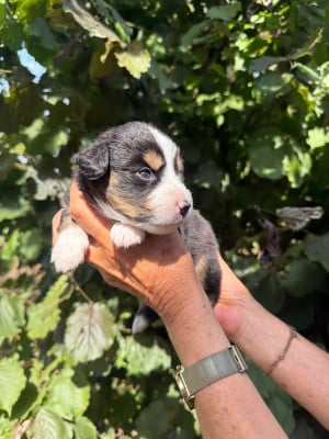 Les chiots de Berger Américain Miniature 